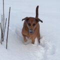 My dog Sabi Winter 2018 500x1000