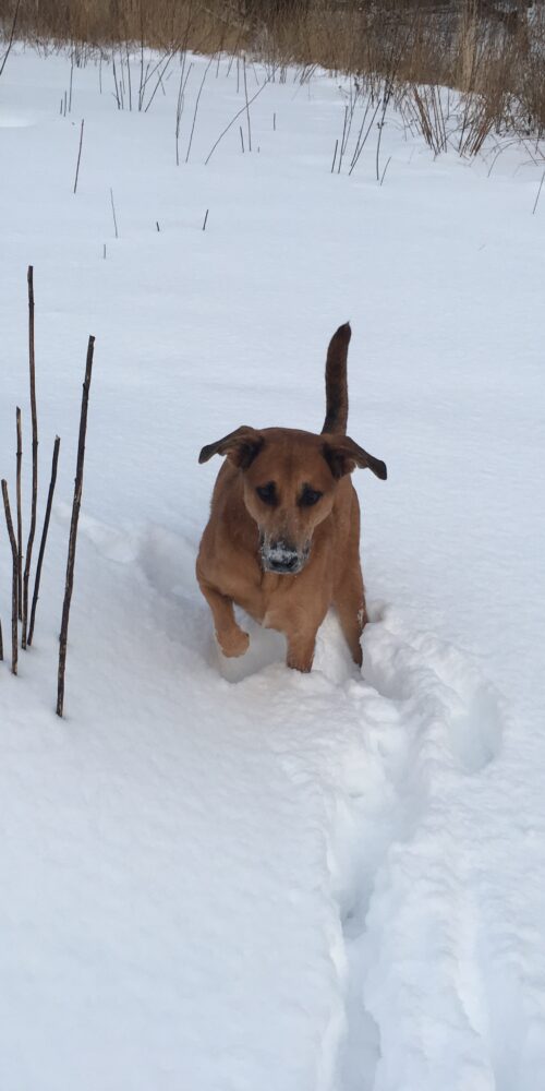 My dog Sabi Winter 2018 500x1000